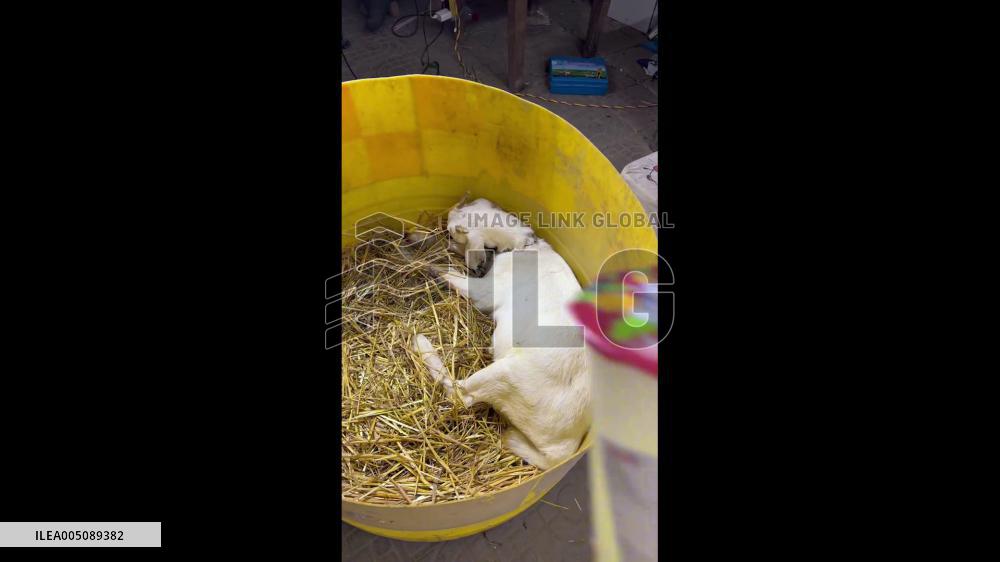 China: Lamb Enjoys Cup of Lemon Tea From Owner in Henan