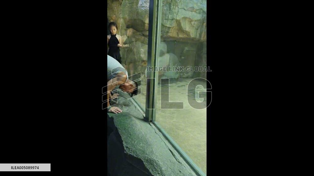 China: Gorilla Reacts to Visitor’s Handstand Outside Glass Enclosure