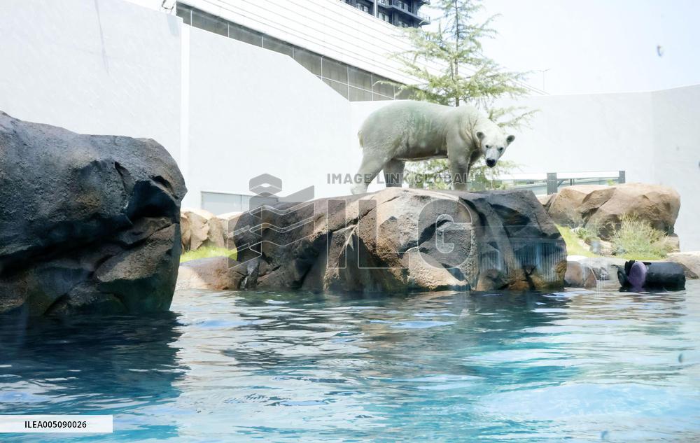 Polar bear at Osaka zoo