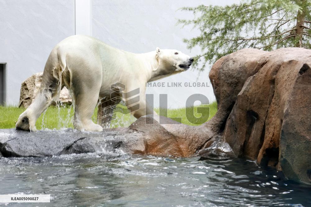 Polar bear at Osaka zoo