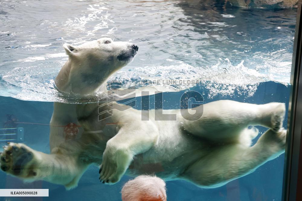 Polar bear at Osaka zoo