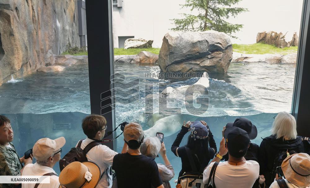 Polar bear at Osaka zoo