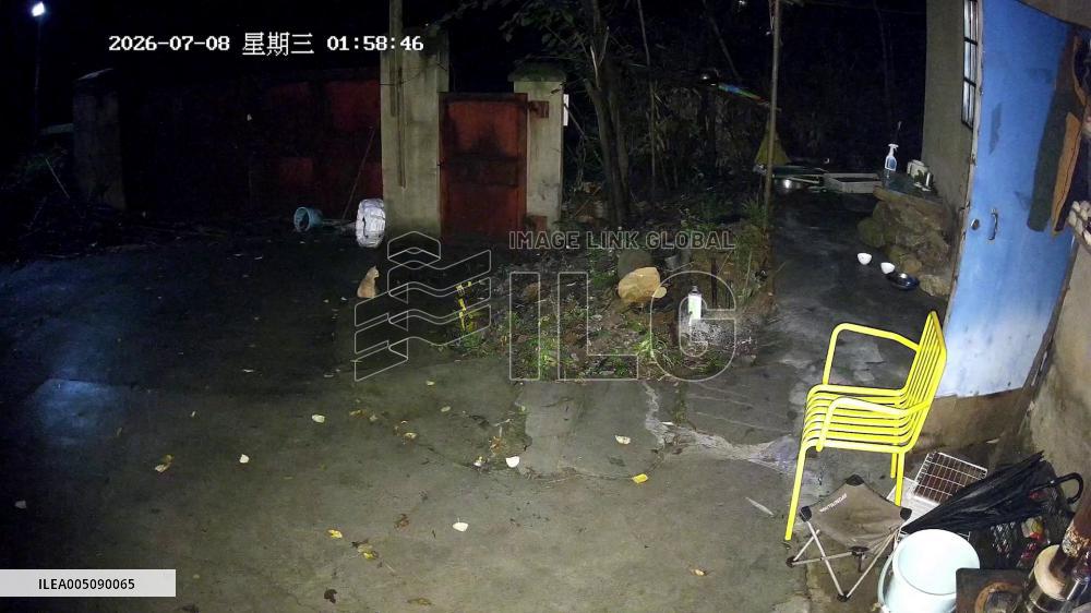 China: Dog Protects Injured Kitten From Attacking Stray Cat