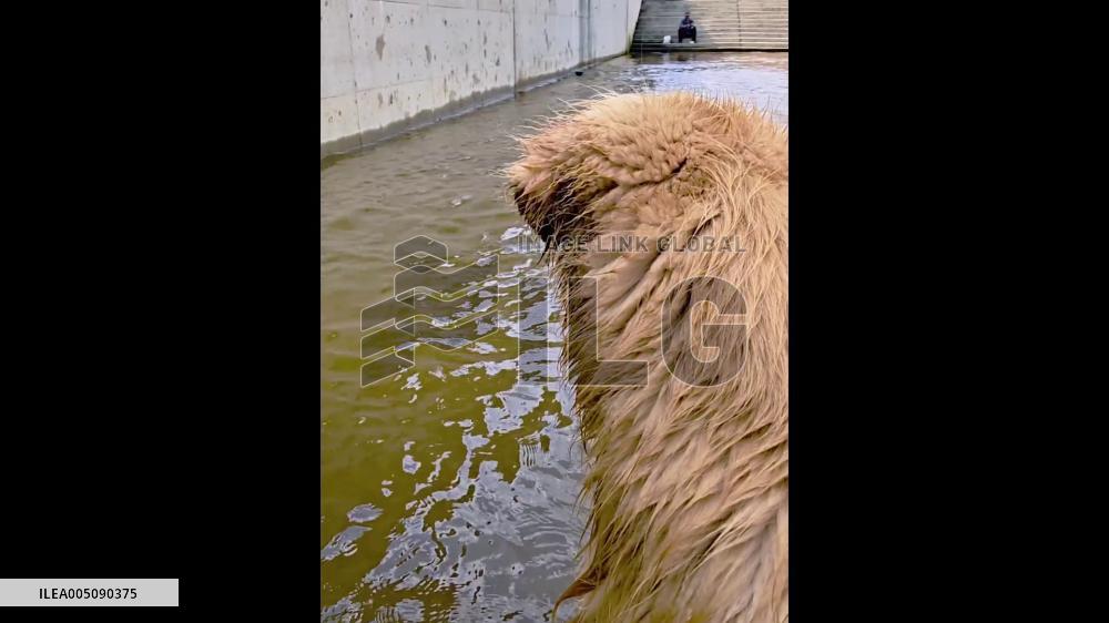 China: Man and Dog Rescue Cat From Water in Heilongjiang