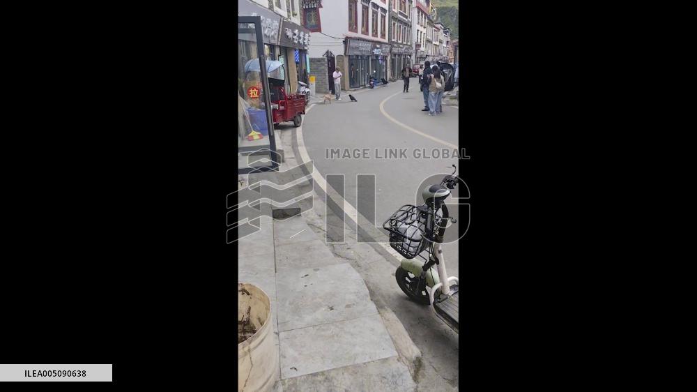 China: Crow Confronts Small Dog on Roadside in Sichuan