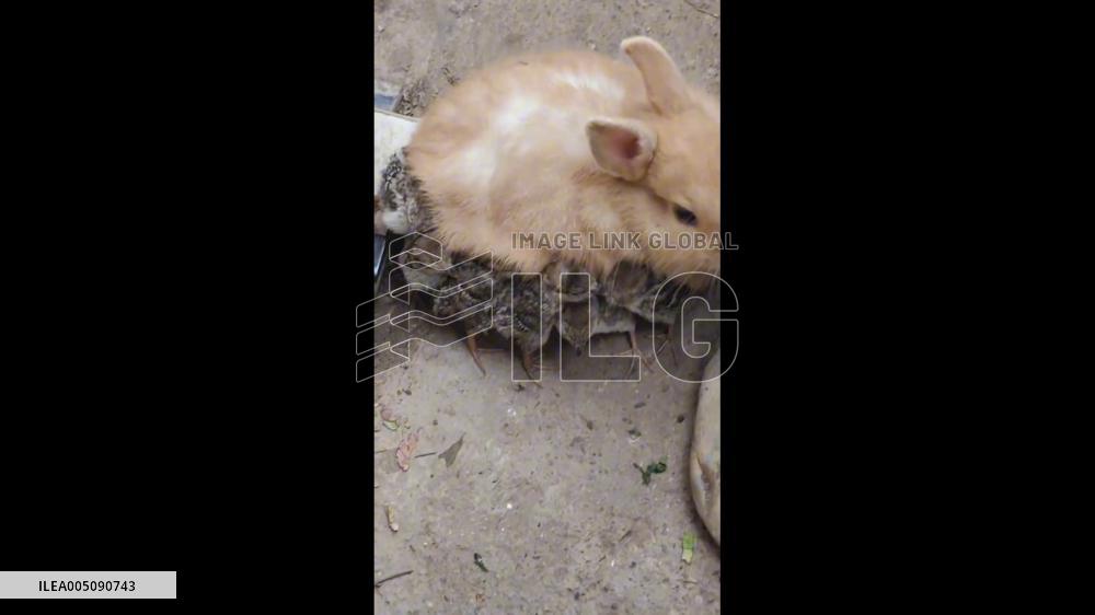 China: Rabbit Shelters Six Chicks Beneath Its Body in Gansu