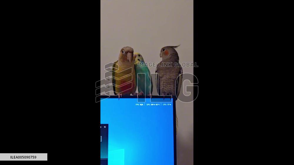 China: Small Parrot Fights Back After Being Pushed Off Monitor in Shandong