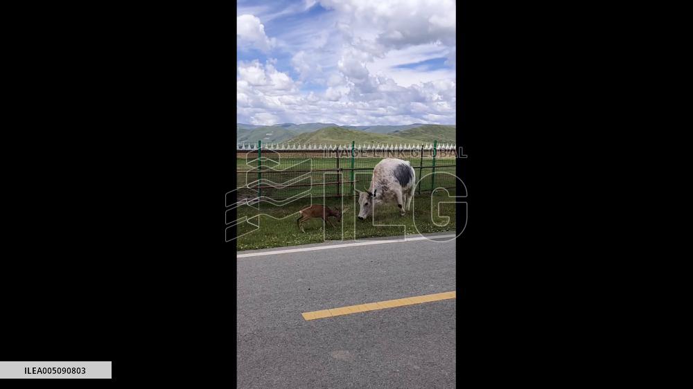 China: White Bull Tosses Deer During Fight in Sichuan
