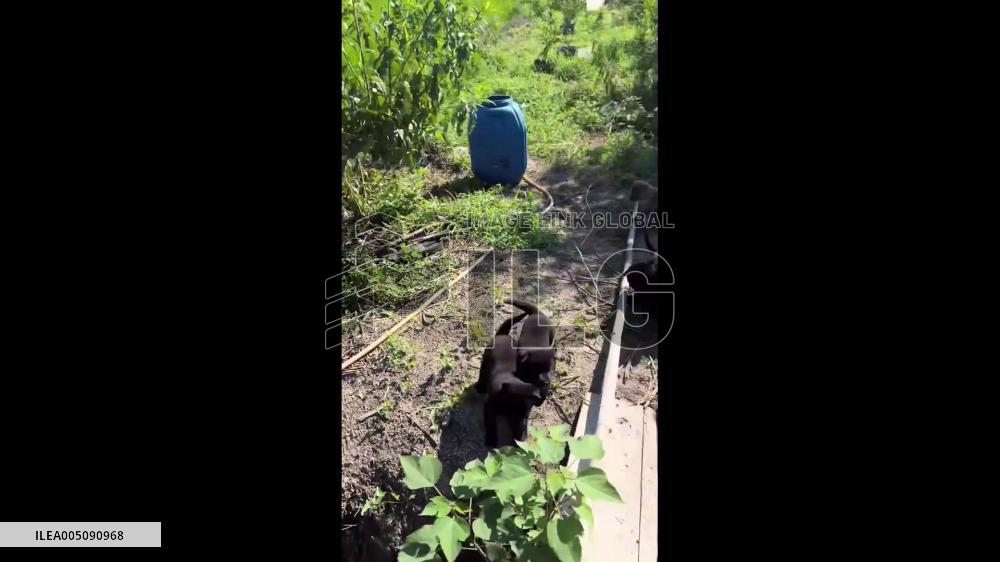 China: Puppies Fall Into Ditch One by One in Sichuan