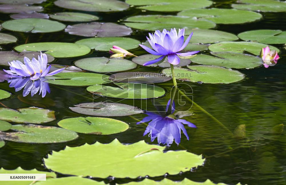 Blue water lilies in western Japan
