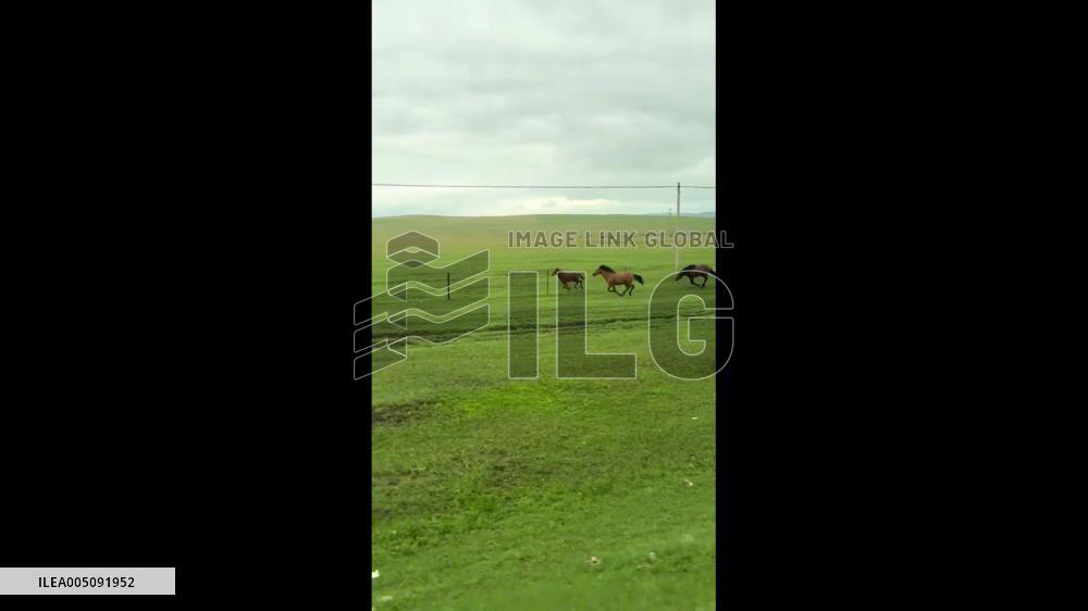 China: Young Foal Falls Behind While Running on Grassland