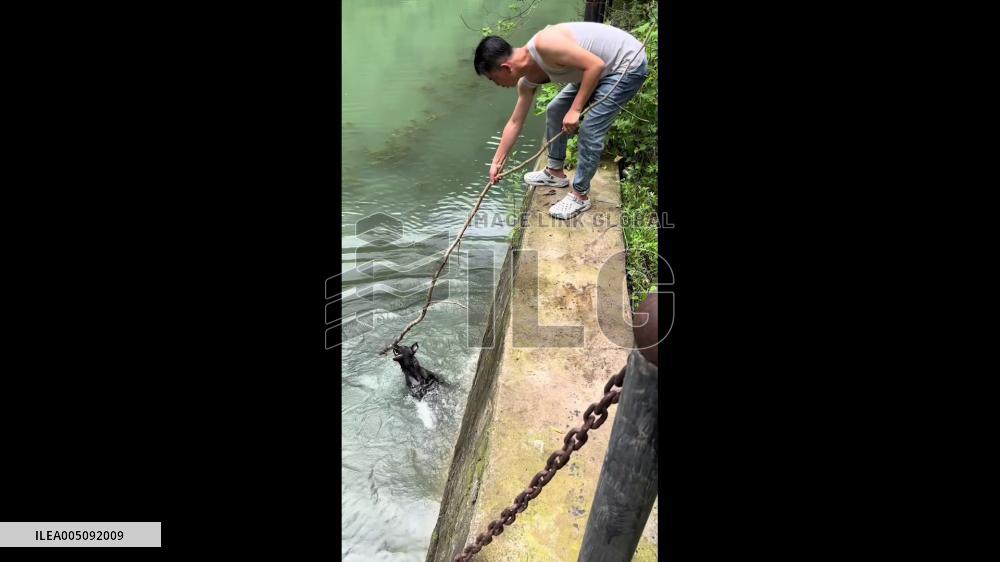 China: Man Rescues Drowning Dog Using Tree Branch in Shanxi