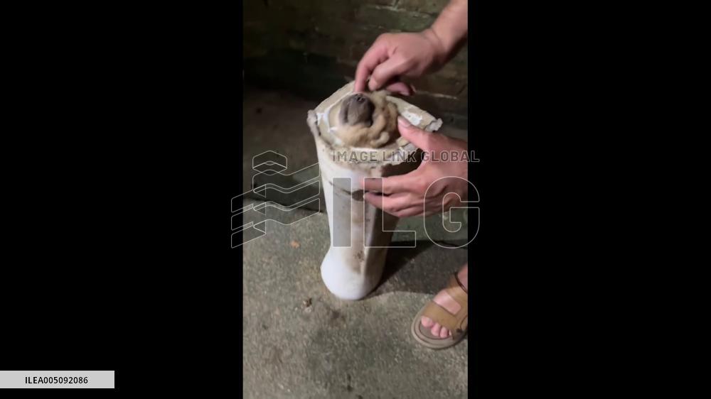 China: Rescuer Frees Dog With Head Stuck in Sink