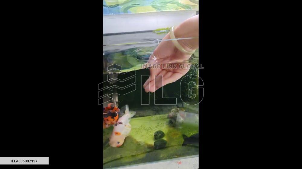 China: Touchable Fish Enjoys Gentle Strokes in Zhongshan