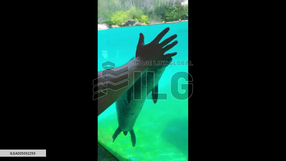 China: Seal Waves Flipper at Visitor Through Glass in Zhuhai