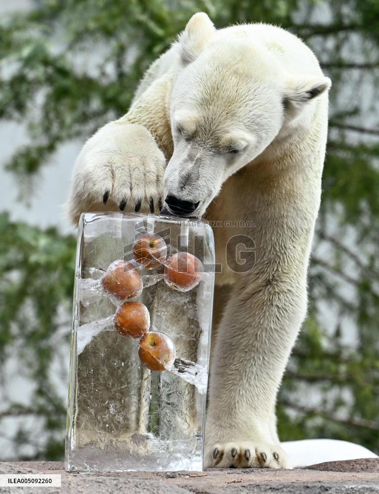 Polar bear treat at Osaka zoo