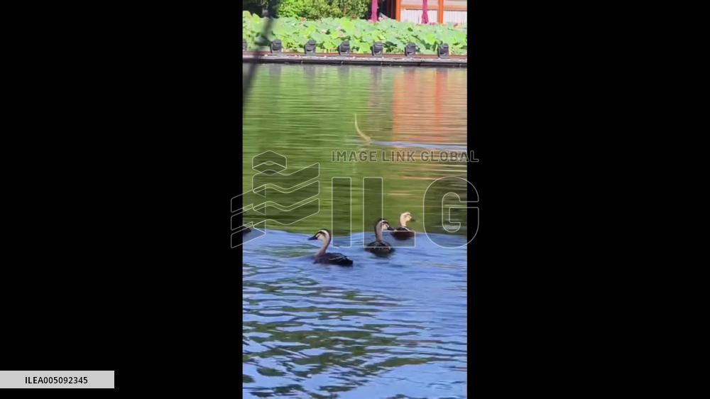 China: Snake Spotted Swimming in West Lake Amid Summer Heat