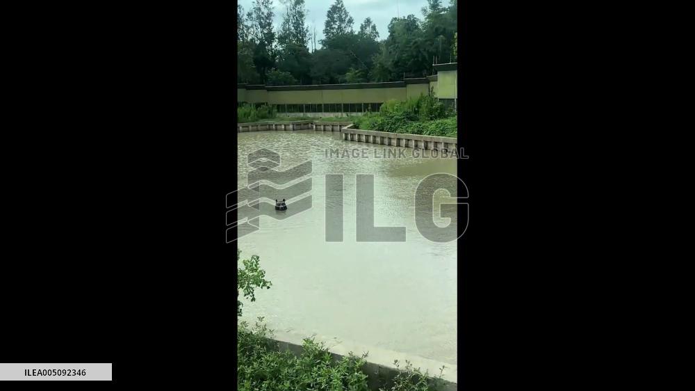 China: Black Bear Swims With Serious Expression in Shanghai