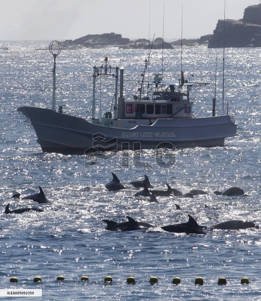 Dolphin hunt season begins in western Japan town