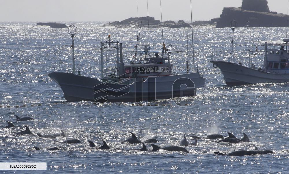 Dolphin hunt season begins in western Japan town