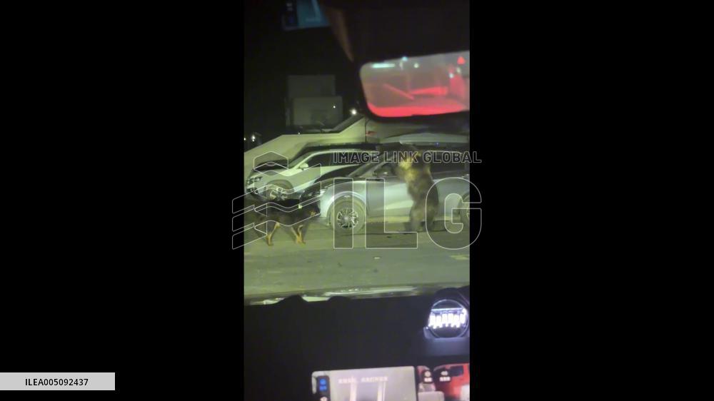 China: Tibetan Brown Bear Tries to Break Into Parked Car