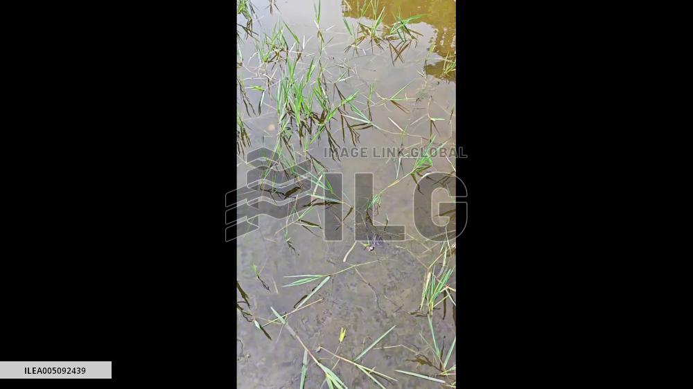 China: Young Grebe Climbs Onto Man’s Hand After Losing Its Mother