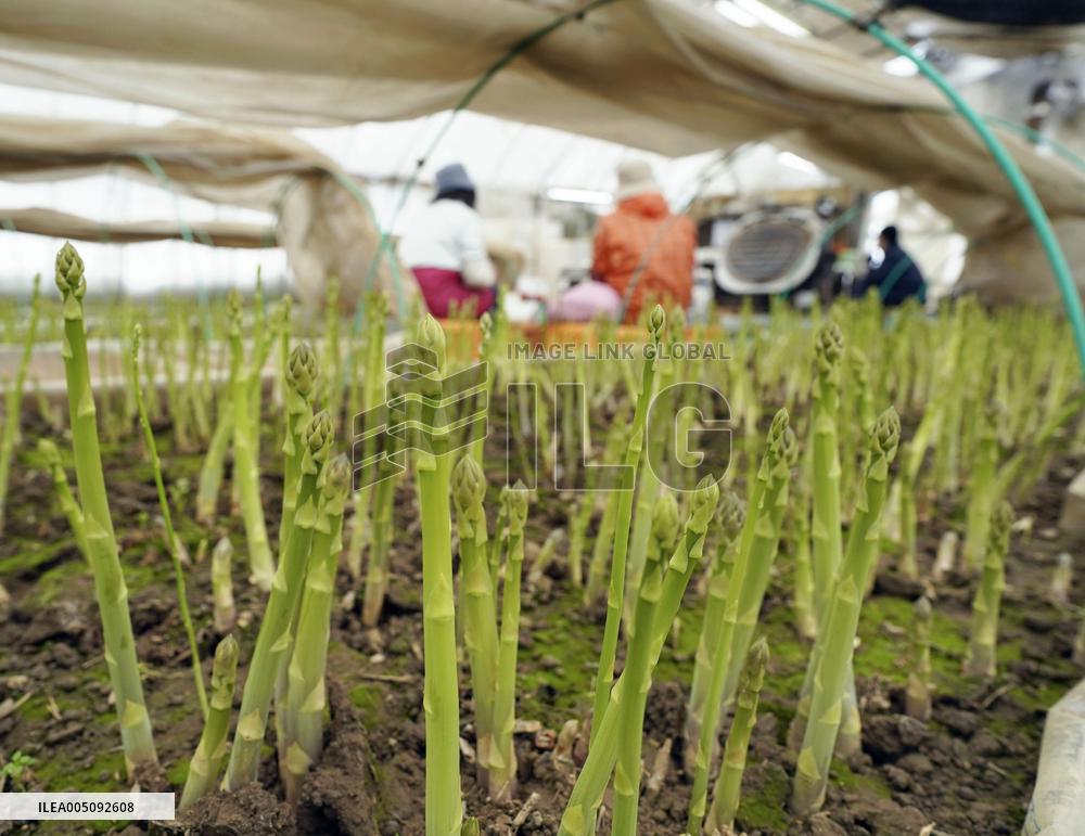 Winter asparagus in Hokkaido