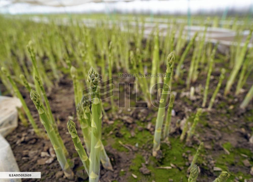Winter asparagus in Hokkaido