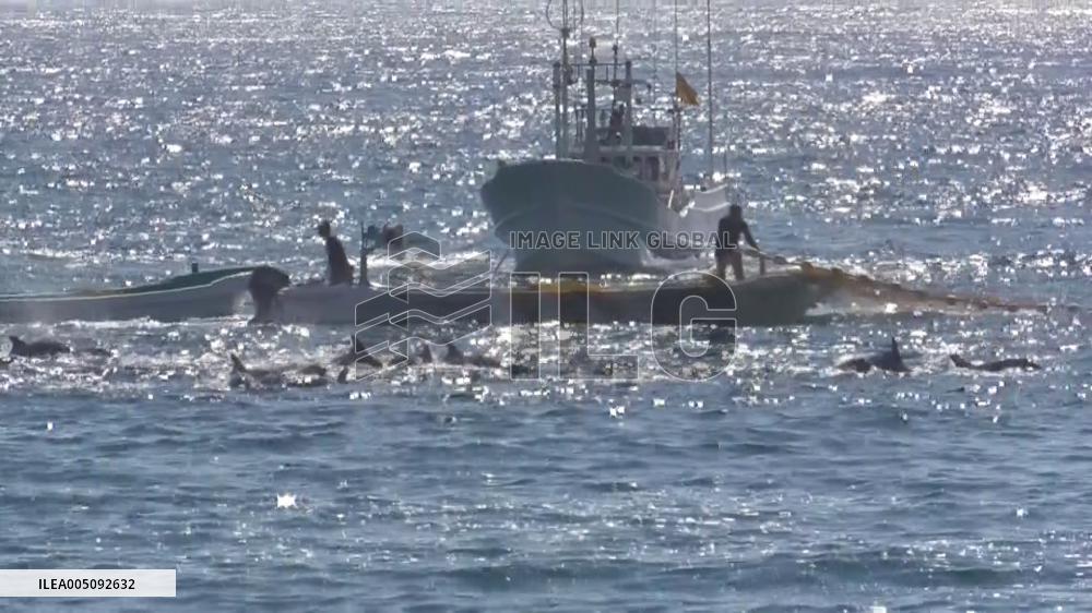 Dolphin hunt season begins in western Japan town