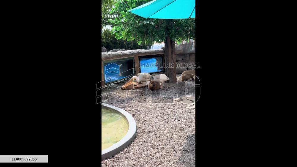 China: Capybara Rests Peacefully Among Group Of Pelicans