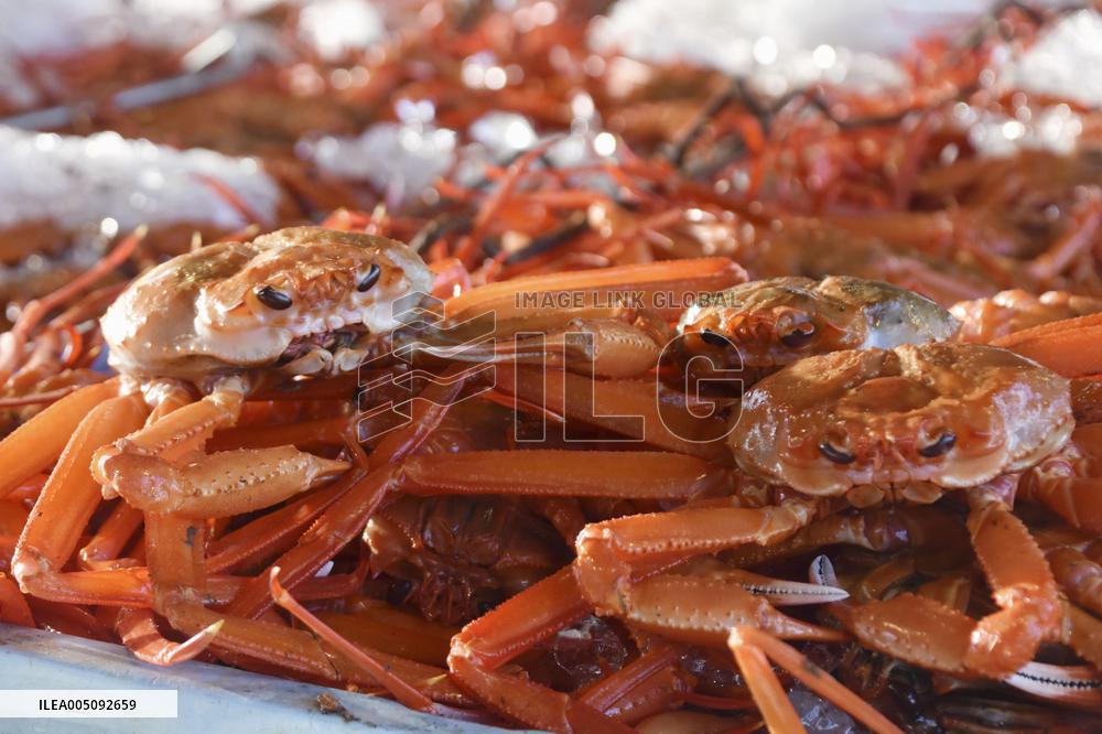 Red snow crabs at Tottori port