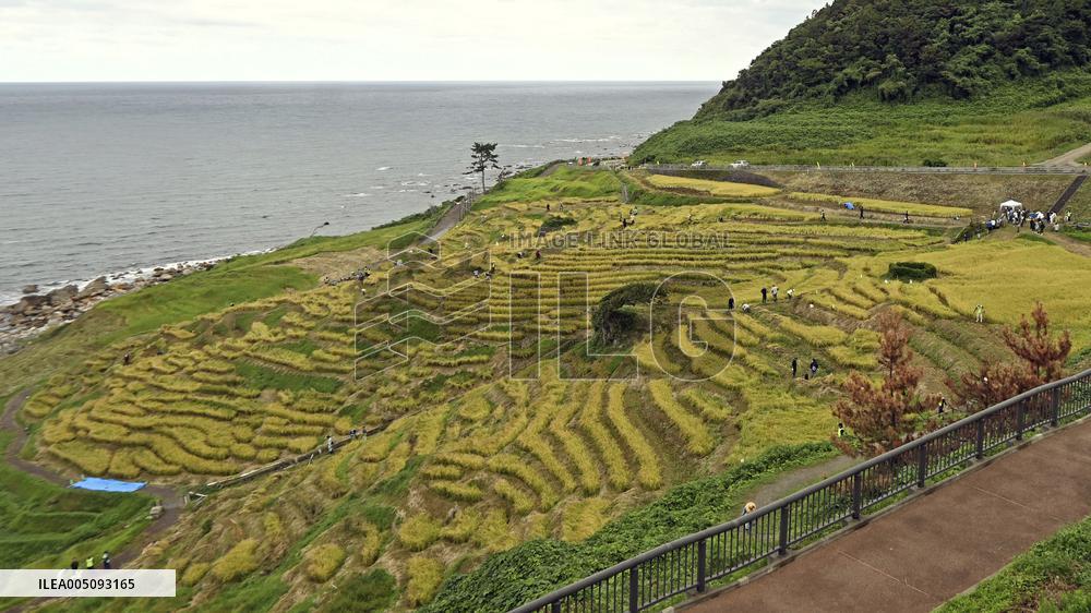 Rice-harvesting in Wajima