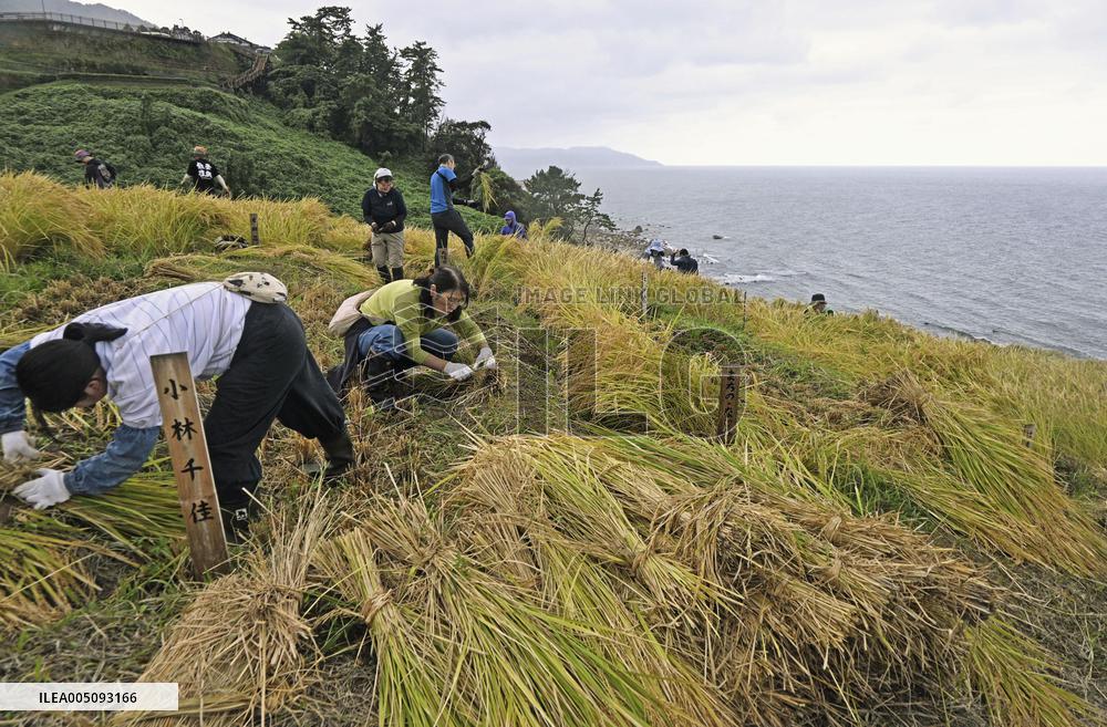 Rice-harvesting in Wajima