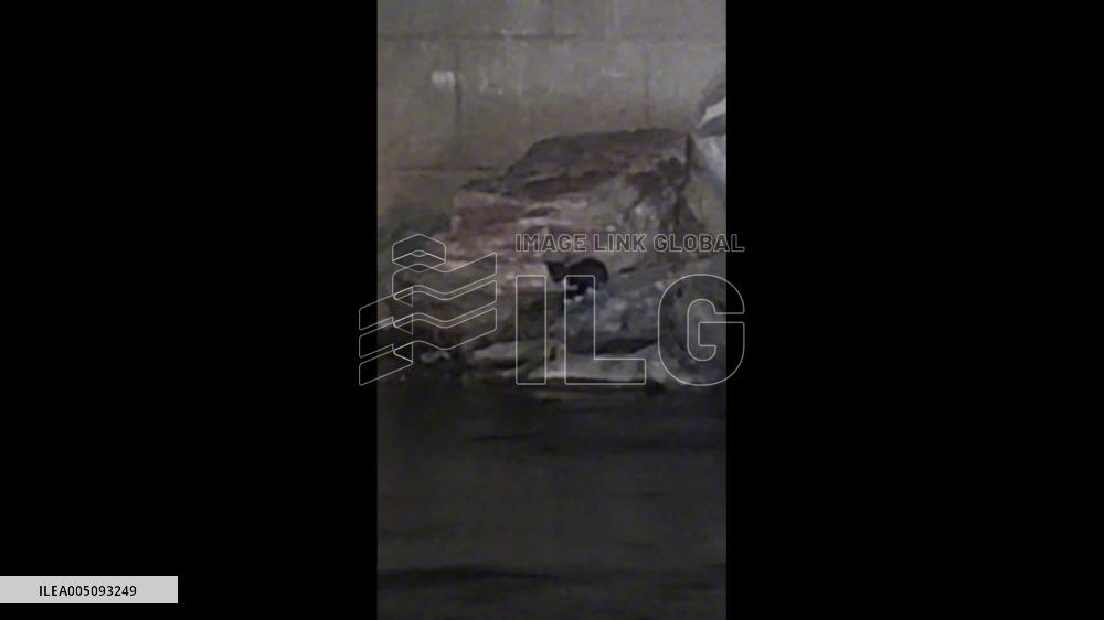 China: Stray Cat Swims Across River to Reach Waiting Rescuer