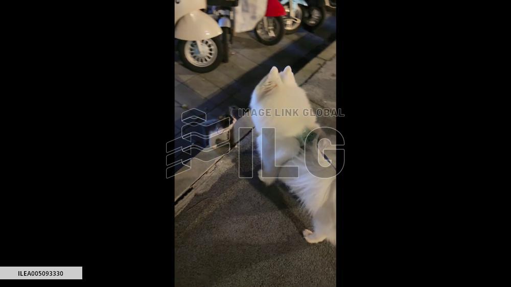 China: Fearless Kitten Challenges Much Larger Samoyed