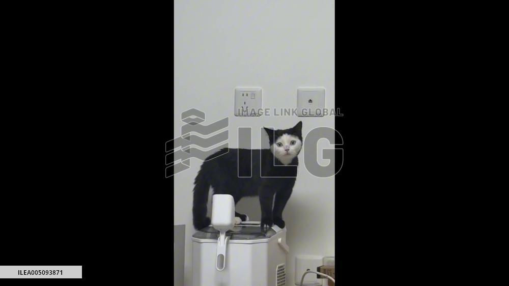 China: Cat’s Fur Pattern Creates Perfect Hoodie Illusion