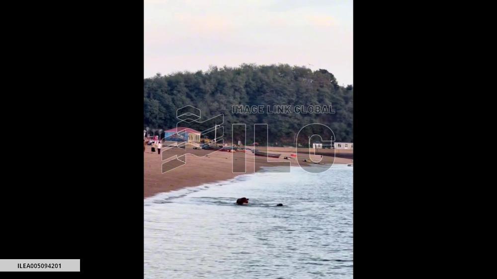 China: Golden Retriever Meets Spotted Seal at Sea