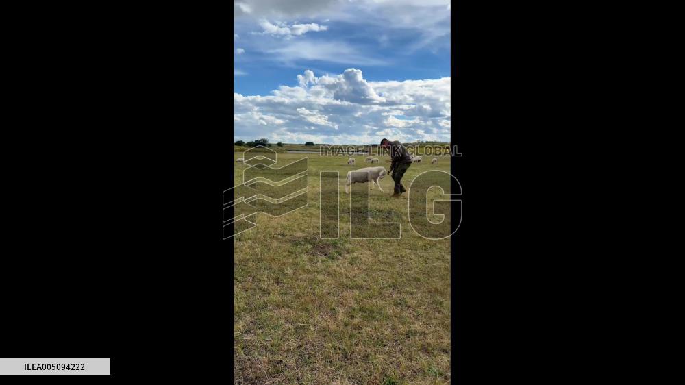 China: Sheep Knocks Tourist Down on Hulunbuir Grassland