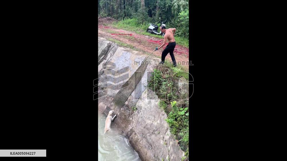 China: Man Rescues Drowning Labrador Using Zip Tie Loop